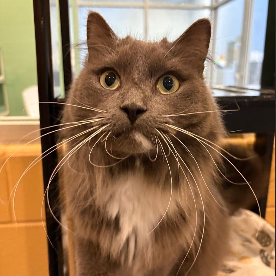 adoptable Cat in South Bend, IN named Ash