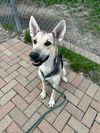 adoptable Dog in  named Gabby