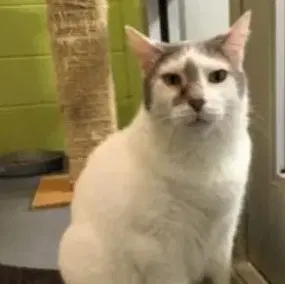 Elvis - In A Foster Home - Domestic Short Hair