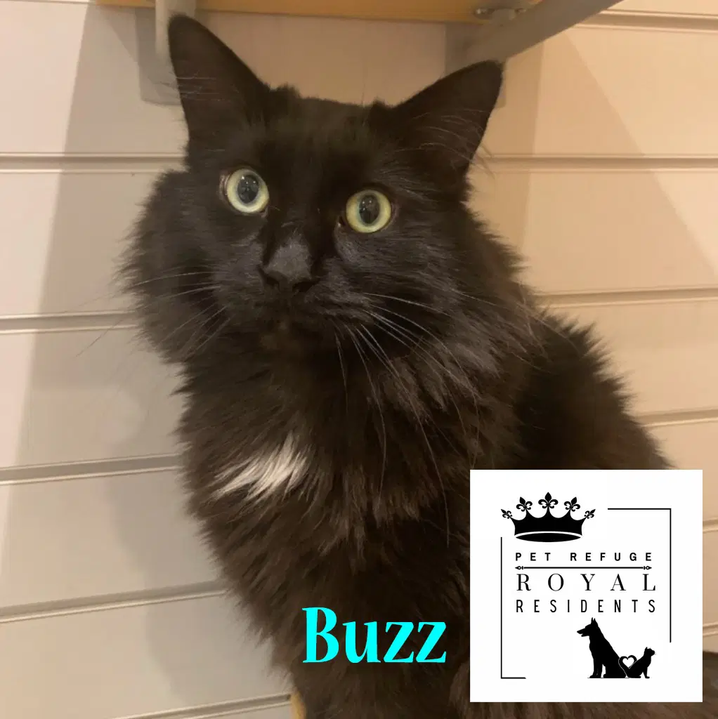 Buzz In Foster - Domestic Short Hair