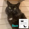 adoptable Cat in South Bend, IN named Buzz *IN FOSTER*