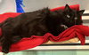 Buzz *IN FOSTER* - Photo 3