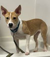 adoptable Dog in South Bend, IN named Snacks-In a Foster Home
