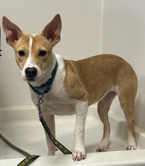 picture of the dog needing adoption