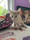 adoptable Cat in South Bend, IN named Lance *IN FOSTER*