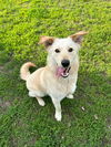 adoptable Dog in  named Mackey