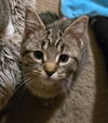 adoptable Cat in South Bend, IN named Buttercup *IN FOSTER*
