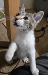 adoptable Cat in South Bend, IN named Bubbles *IN FOSTER*