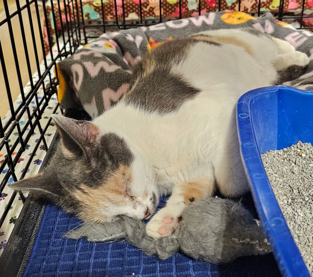 adoptable Cat in South Bend, IN named Allannah *IN FOSTER*