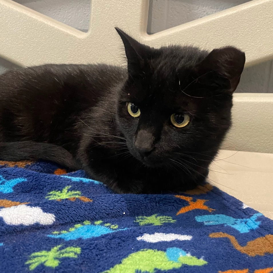 adoptable Cat in South Bend, IN named Misty Onyx * IN FOSTER *