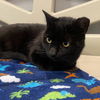 adoptable Cat in  named Misty Onyx * IN FOSTER *