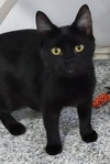 Misty Onyx * IN FOSTER * - Photo 1