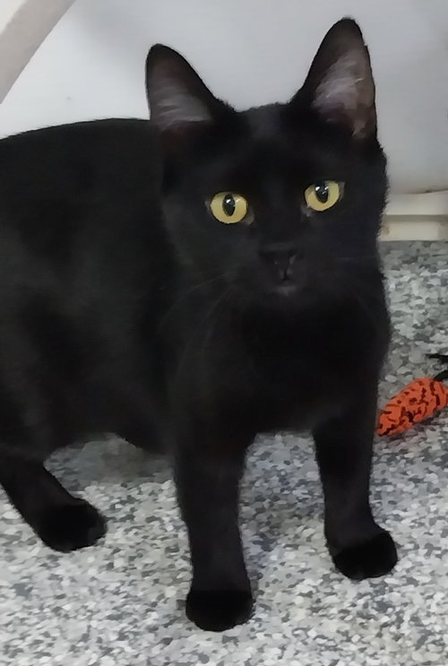 MISTY ONYX * IN FOSTER * - Domestic Medium Hair available for adoption