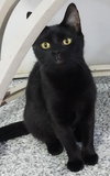 Misty Onyx * IN FOSTER * - Photo 2