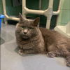 adoptable Cat in  named Miss Fluffy Pants