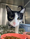 adoptable Cat in South Bend, IN named Luna *IN FOSTER*