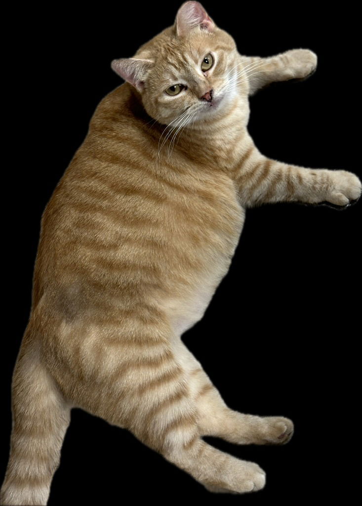 adoptable Cat in South Bend, IN named Rosie *IN FOSTER*