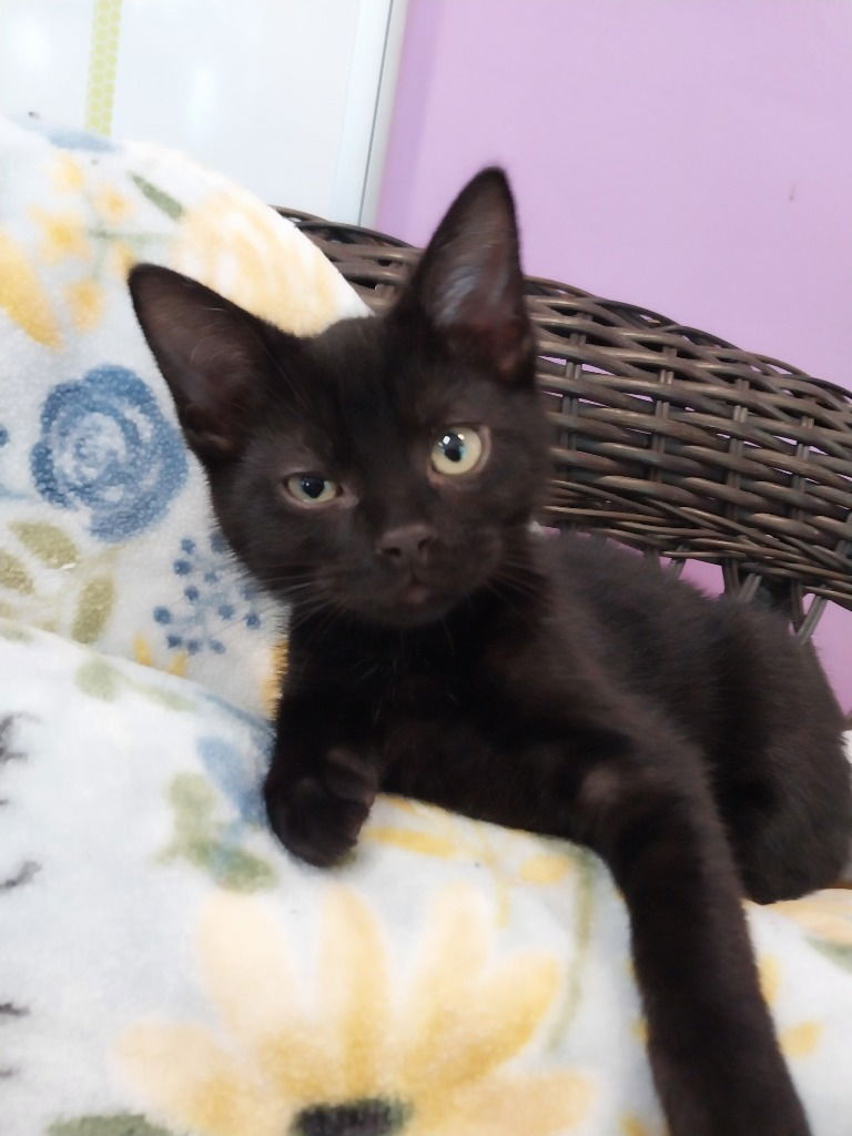 adoptable Cat in South Bend, IN named Henry * IN FOSTER *