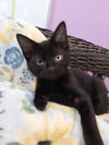 adoptable Cat in , IN named Henry * IN FOSTER *