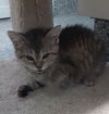 adoptable Cat in , IN named Manny * IN FOSTER *