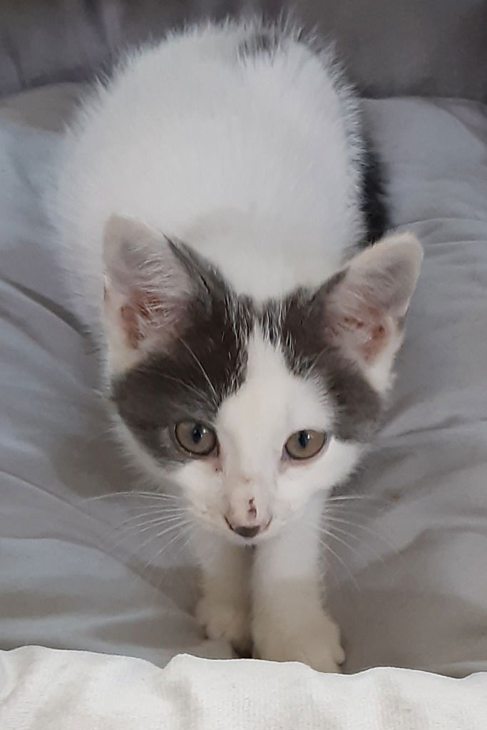 adoptable Cat in South Bend, IN named Nova * IN FOSTER *