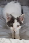 adoptable Cat in , IN named Nova * IN FOSTER *