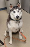 adoptable Dog in , IN named Noodle