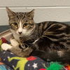 adoptable Cat in South Bend, IN named Heath Bar