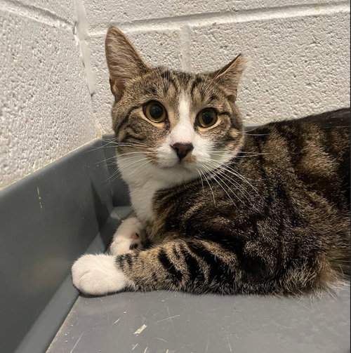 HEATH BAR - Domestic Short Hair available for adoption