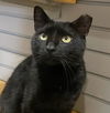 adoptable Cat in South Bend, IN named Hershey Bar