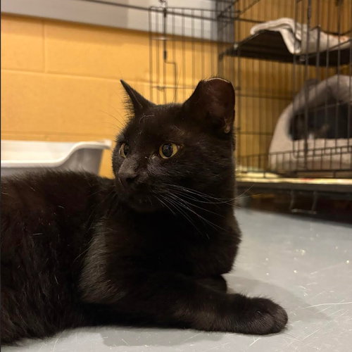 HERSHEY BAR - Domestic Short Hair available for adoption