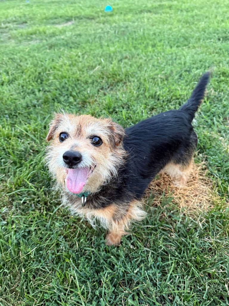 adoptable Dog in South Bend, IN named Bam Bam