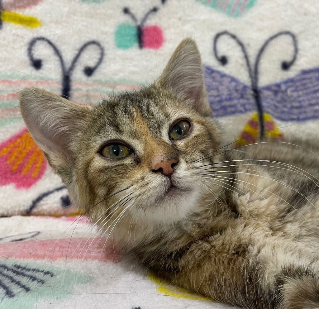 adoptable Cat in South Bend, IN named Sandy Sahara * IN FOSTER *