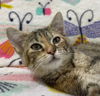 adoptable Cat in South Bend, IN named Sandy Sahara * IN FOSTER *