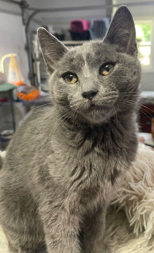 adoptable Cat in South Bend, IN named Sherlock Roams * IN FOSTER *