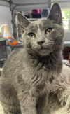 adoptable Cat in South Bend, IN named Sherlock Roams * IN FOSTER *