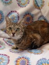 adoptable Cat in  named Mimzy * IN FOSTER *