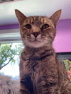 adoptable Cat in  named Dolly Madison * IN FOSTER *