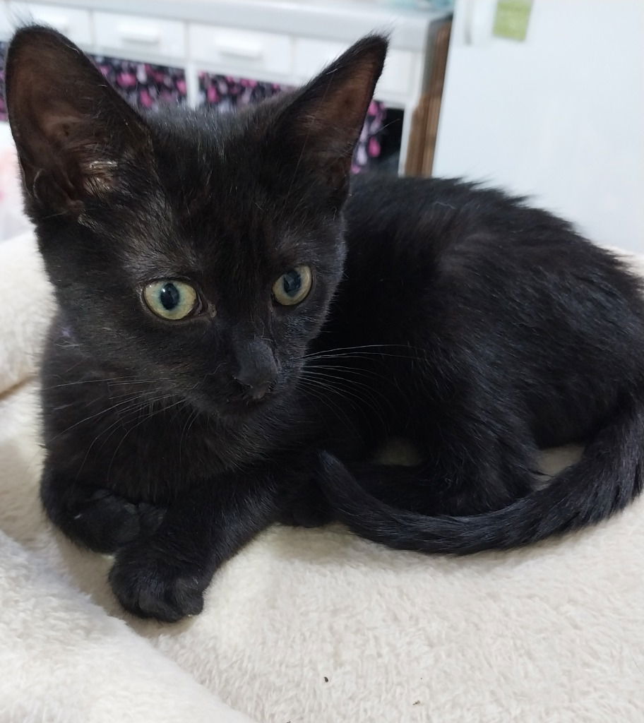 adoptable Cat in South Bend, IN named Azalea *IN FOSTER*