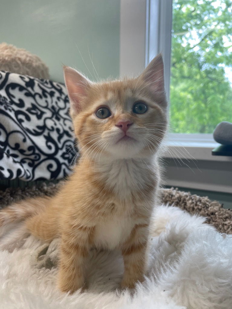 adoptable Cat in South Bend, IN named Asher * IN FOSTER *