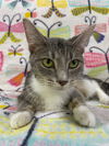 adoptable Cat in South Bend, IN named Patsy Cline * IN FOSTER *