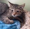adoptable Cat in  named Fusilli * IN FOSTER *