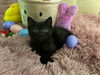 adoptable Cat in  named Jellybean * IN FOSTER *