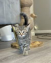 adoptable Cat in  named Clover *IN FOSTER*