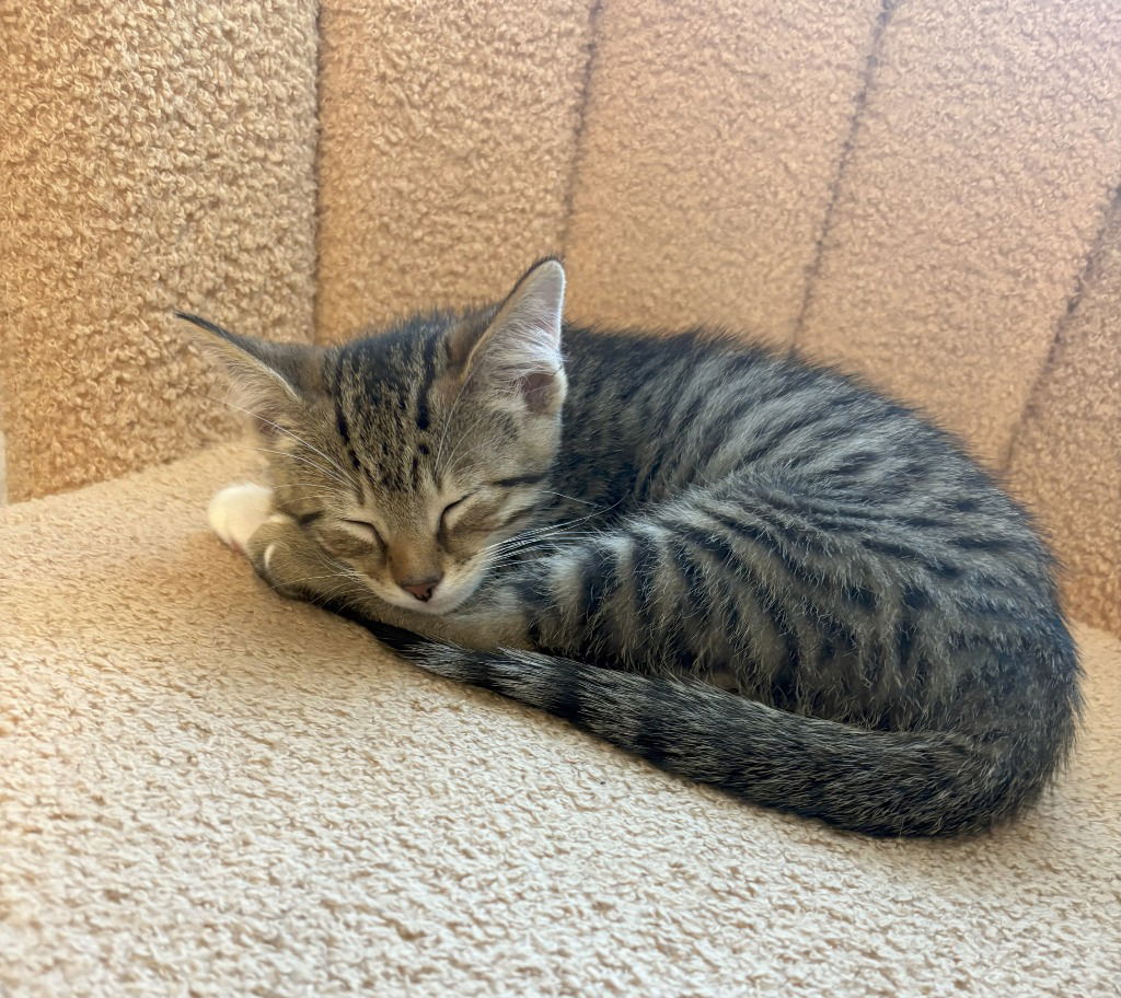 adoptable Cat in South Bend, IN named Poppy *IN FOSTER*
