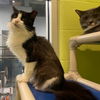 adoptable Cat in South Bend, IN named Astrid