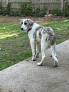 adoptable Dog in South Bend, IN named Dexter- in a Foster Home