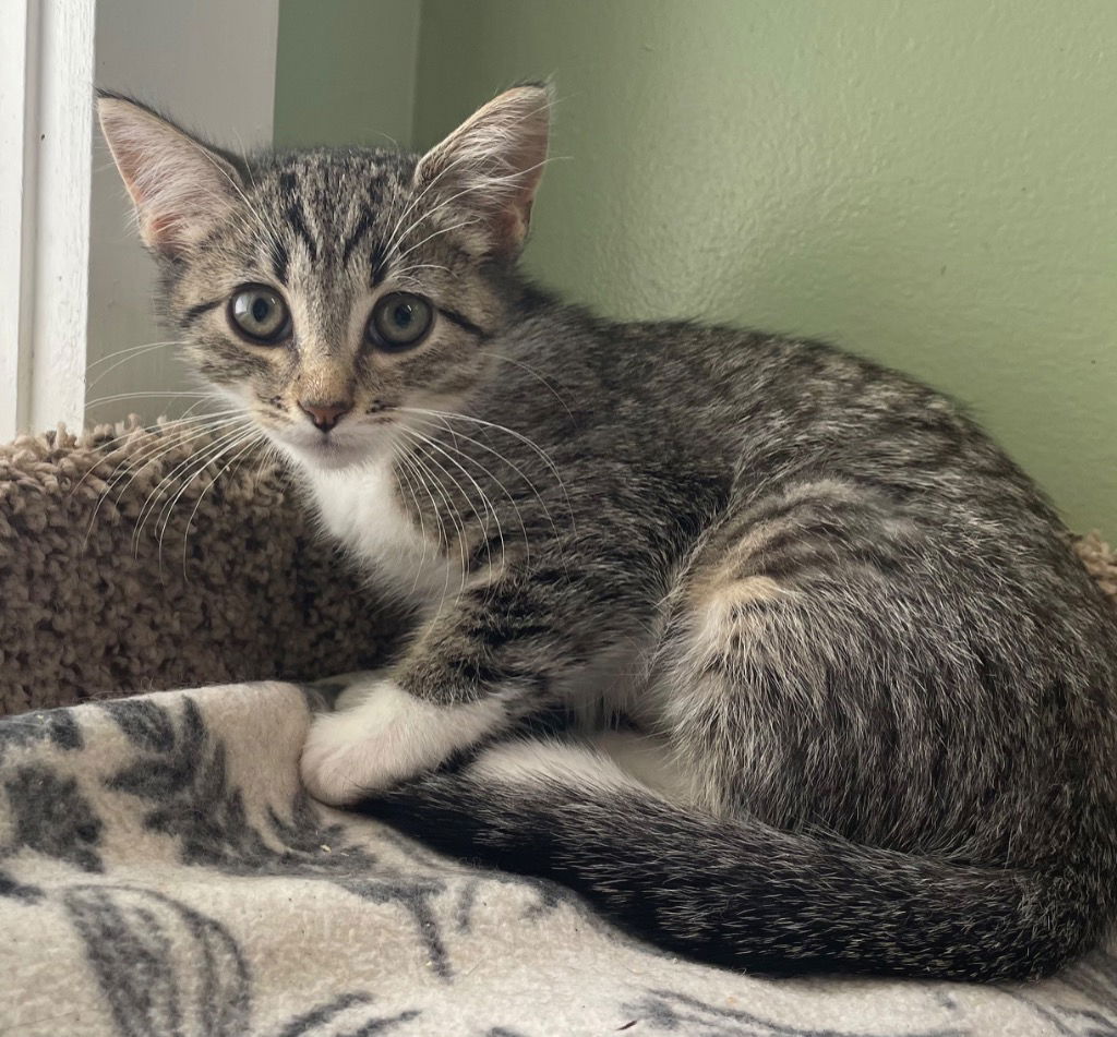 adoptable Cat in South Bend, IN named Linguine *IN FOSTER*