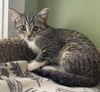 adoptable Cat in South Bend, IN named Linguine *IN FOSTER*