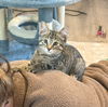 adoptable Cat in South Bend, IN named Bud *IN FOSTER*